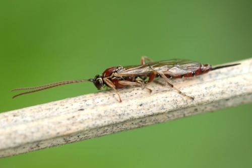 Réf. 229 582 : Tromatobia lineatoria